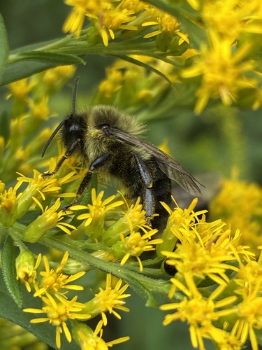 Common Eastern Bumble Bee