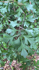 Crataegus spathulata