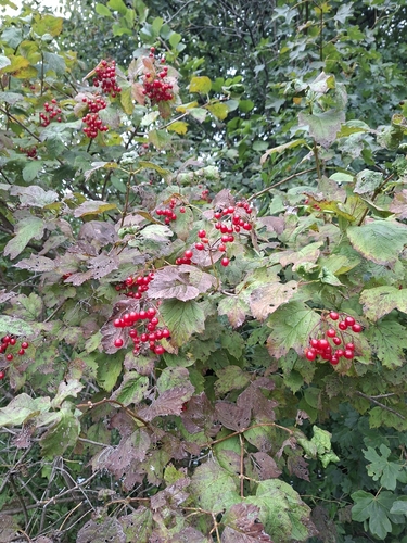guelder-rose
