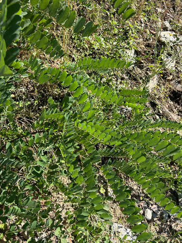 black locust