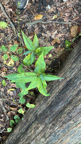 American jumpseed