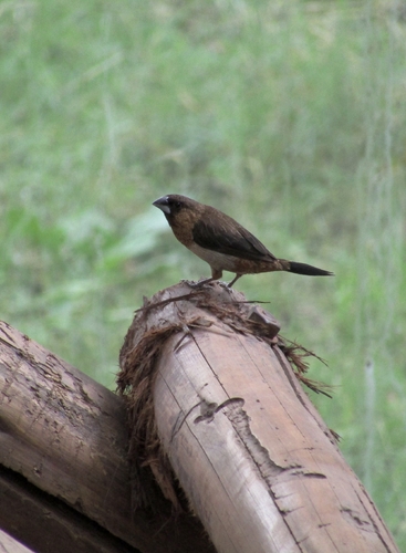 White-rumped Munia