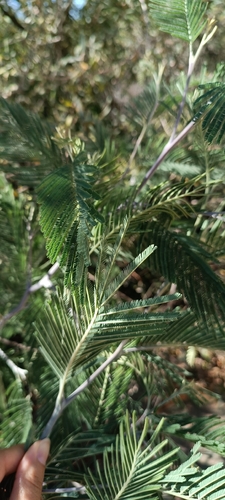 Silver wattle