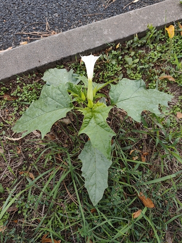 jimsonweed