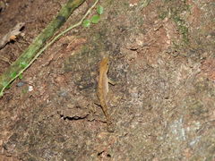 Anolis uniformis