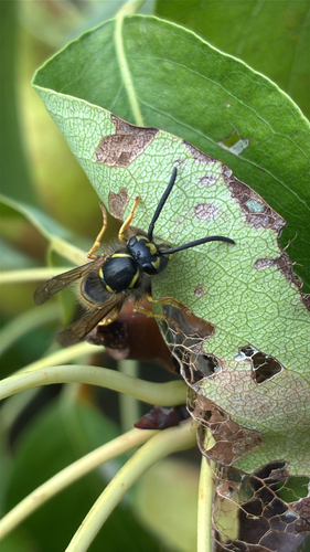 Common European Yellowjacket
