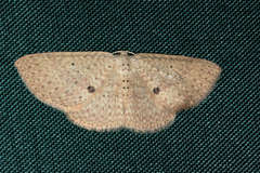 Poecilasthena anthodes