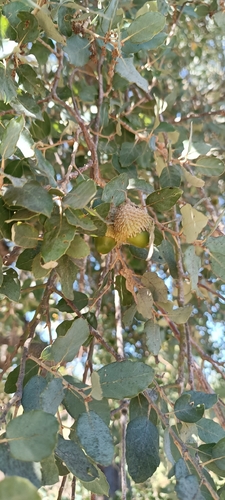 cork oak