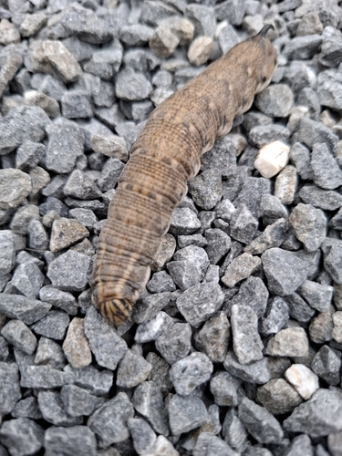 Convolvulus Hawkmoth