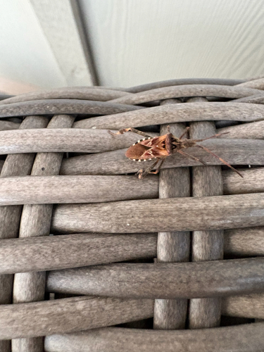 Western Conifer Seed Bug
