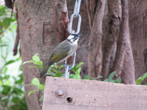 Light-vented Bulbul