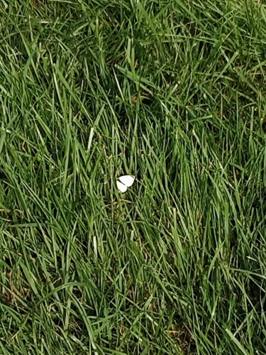 Small White