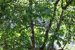 Mycerobas melanozanthos