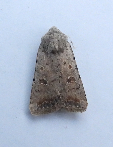 Civil Rustic Moth