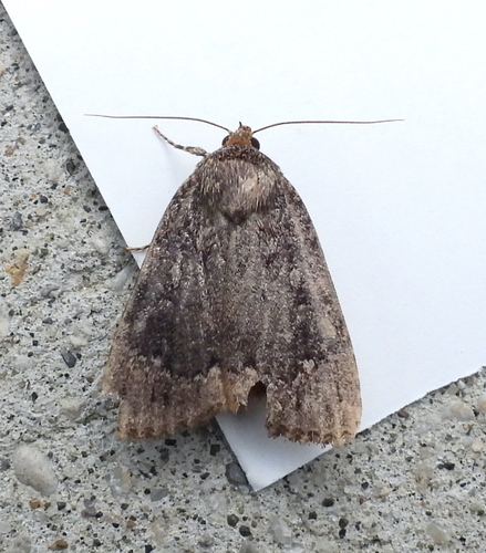 American Copper Underwing