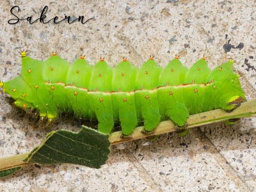 Chinese Moon Moth