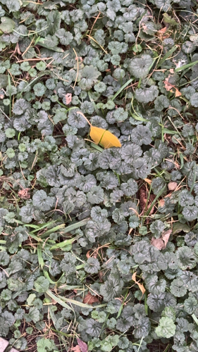 ground-ivy