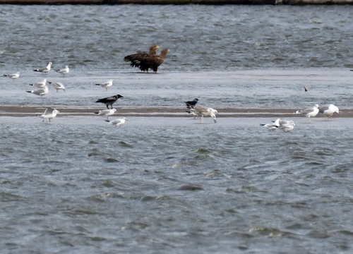White-tailed Eagle