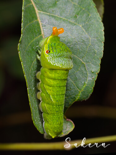 Chinese Peacock Swallowtail
