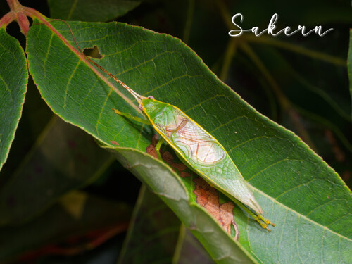 Green Tree Cricket