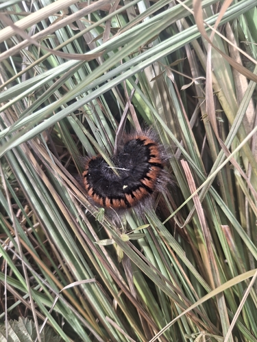 Fox Moth