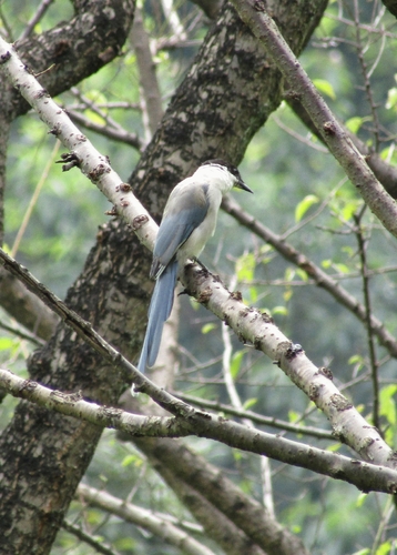 Azure-winged Magpie