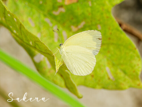 Japanese common grass yellow