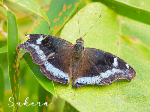 Blue Admiral
