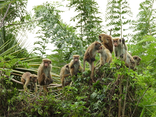 Toque Macaque