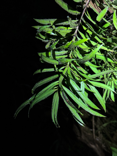 Podocarpus coriaceus, photograph 2