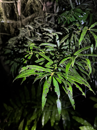 Podocarpus coriaceus, photograph 1