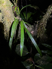 (c) Matteo Bellucci, some rights reserved (CC BY) Maxillaria coccinea, photograph (c) Matteo Bellucci, some rights reserved (CC BY)
