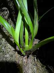 Maxillaria coccinea