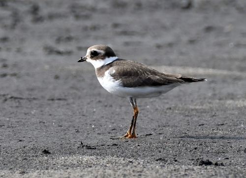 Common Ringed Plover