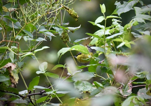 Magnolia Warbler