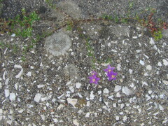 (c) zebedeugalinha, some rights reserved (CC BY) Spergularia purpurea, photograph (c) zebedeugalinha, some rights reserved (CC BY)