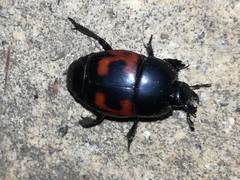 Hister quadrimaculatus