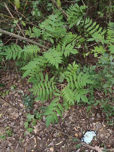 staghorn sumac