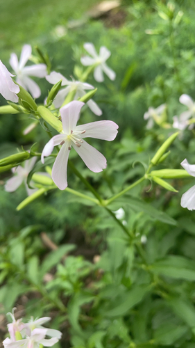 common soapwort