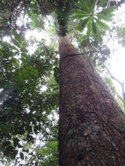 Cedrelinga cateniformis