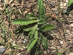 Pilosella aurantiaca