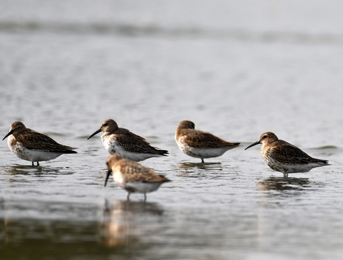 Dunlin