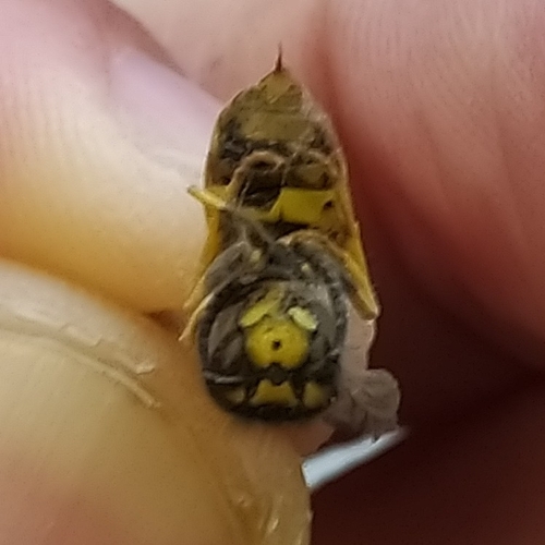 German Yellowjacket