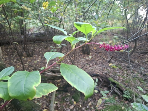 American pokeweed