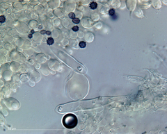 Russula purpureotincta image