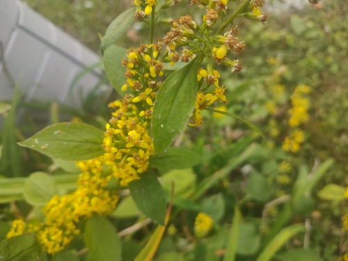 broad-leaved goldenrod