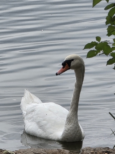 Mute Swan