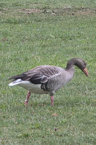 Greylag Goose