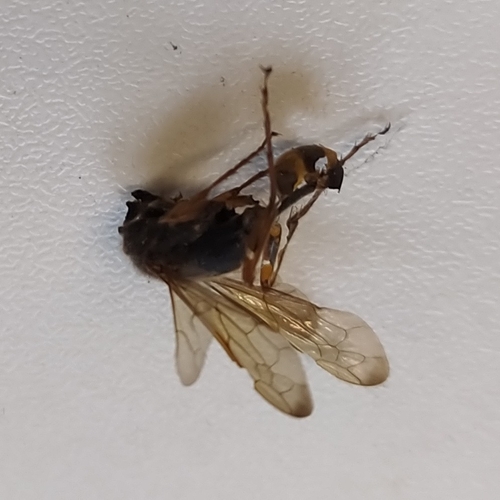 Asian Mud-dauber Wasp