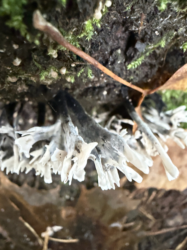 Candlesnuff Fungus
